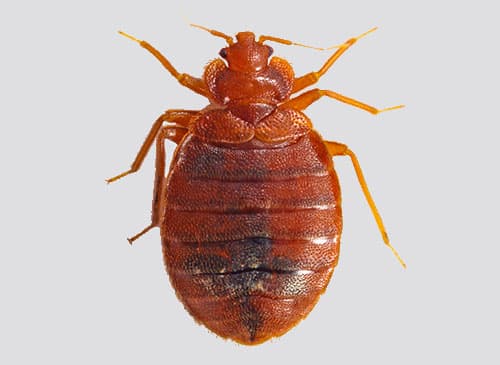 Bed Bugs Pictures