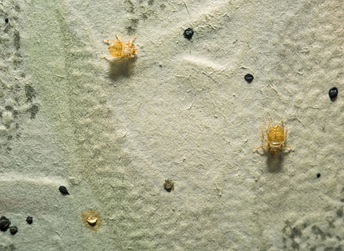 Picture Of Bed Bug Castings