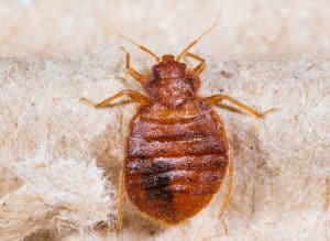 Pictures Of Bed Bug