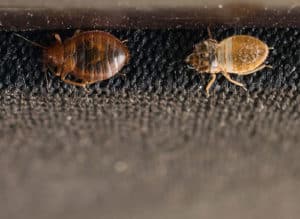 Bed Bug Shedding Its Skin Picture