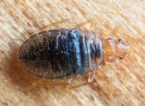 Image Of Bed Bug