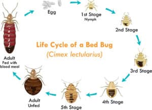 Picture Of Bed Bug Life Cycle