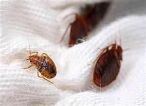 Picture Of Bed Bugs